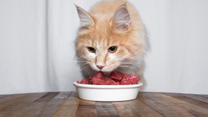 Illustration : Les avantages et inconvénients du régime BARF pour le chat