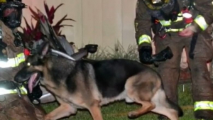 Illustration : Un ex-chien policier fait preuve d’héroïsme en sauvant un couple et ses 2 enfants d’un incendie