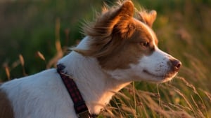 Illustration : Les pompiers interviennent en urgence pour un chien coincé sur une branche, à une douzaine de mètres de hauteur