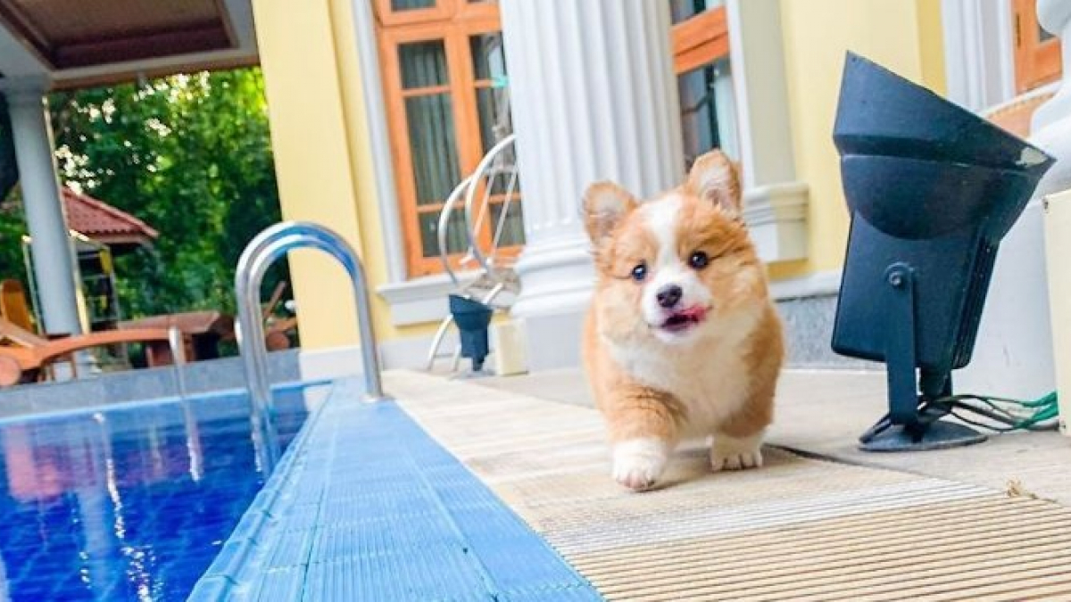 Illustration : "20 photos d’un chiot Corgi qui vous mettront de bonne humeur"