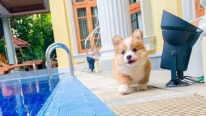 Illustration : 20 photos d’un chiot Corgi qui vous mettront de bonne humeur