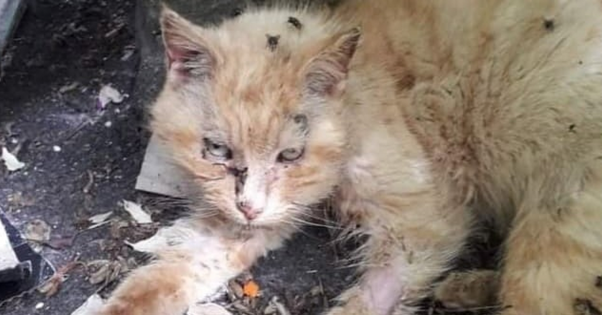 Un Chat Neglige Pendant 15 Ans Et Malade Qui Sentait La Chair En Decomposition Se Bat Pour La Vie Flipboard