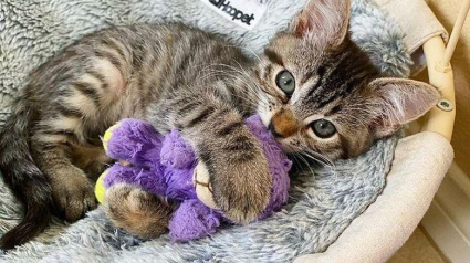 Illustration : Un chaton très malade ne veut plus quitter la peluche que sa famille d’accueil lui a offert