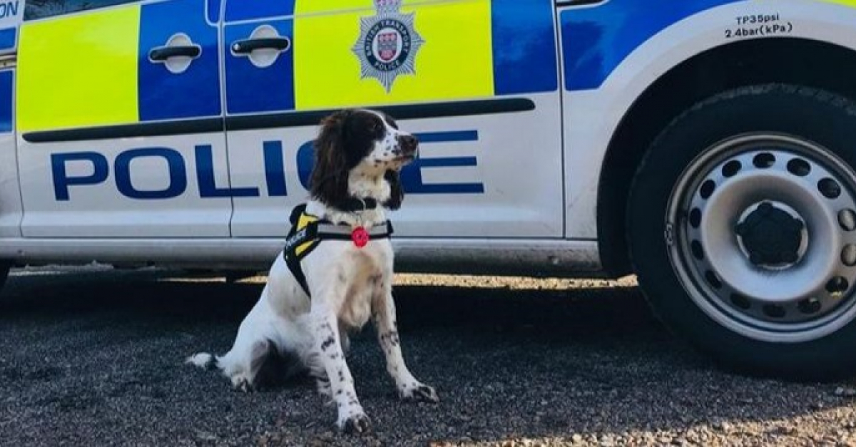 10 brave police dogs ready to protect us