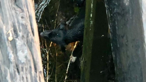 Illustration : Un chien tombe dans un canal et s'accroche au pilier d'une voie ferrée pour survivre. Les pompiers recherchent toujours ses propriétaires !