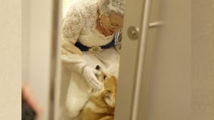 Illustration : La reine Elizabeth II reçoit un nouveau chiot Corgi le jour où son défunt mari, le prince Philip, aurait fêté ses 100 ans !