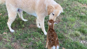 Illustration : Un chien sauve un faon de la noyade et refuse de le quitter pour continuer à prendre soin de lui