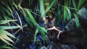 Illustration : 20 photos magnifiques d'un chat flânant dans la nature