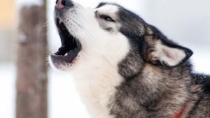 Illustration : 10 Huskies très communicatifs aimant parler à leurs propriétaires