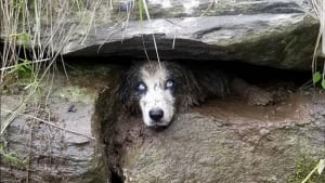 Illustration : Une femme paniquée contacte les pompiers pour aider son chien dangereusement coincé entre 2 rochers