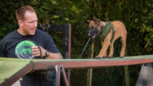 Illustration : Shinga, une chienne courageuse formée pour lutter contre le braconnage