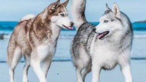 Illustration : 14 couples de Huskies filant le parfait amour