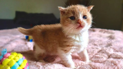 Illustration : Un minuscule chaton abandonné, sourd et mal en point trouve du réconfort auprès d'un couple bienveillant