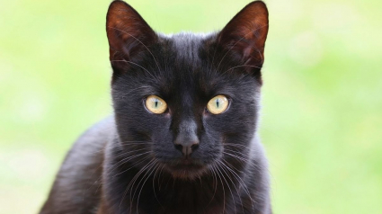 Illustration : Une habitante découvre un chat enfermé dans une voiture garée sous le soleil. Inquiète, elle provoque une enquête hors du commun !