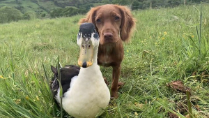 Illustration : L'adorable vidéo d'une chienne et d'un canard devenus les meilleurs amis du monde