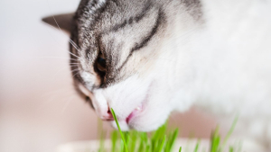 Illustration : La phytothérapie pour améliorer la digestion du chat