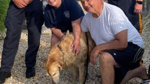 Illustration : Un Golden Retriever porté disparu depuis 2 semaines, retrouvé en train de nager au large