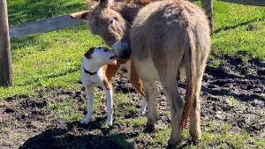 Illustration : Un Pitbull se lie d'amitié avec un âne "antisocial" (vidéo)