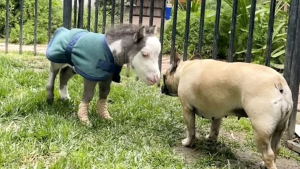 Illustration : Rejeté par sa mère, ce cheval anormalement petit trouve du réconfort auprès de 3 chiens