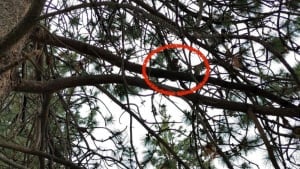 Illustration : Un homme grimpe dans un arbre de 25 mètres pour récupérer un chat piégé depuis une semaine