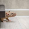 Illustration : Les troubles du comportement chez le rat