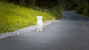 Illustration : Bruits effrayants pour le chien et le chat en été : quelle solution pour le retrouver facilement en cas de fugue ?