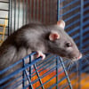 Illustration : Nettoyer la cage du rat