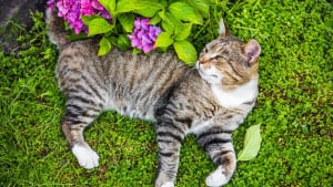 Illustration : "La phytothérapie pour renforcer les défenses naturelles du chat"