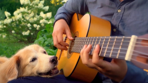 Illustration : L'attendrissant hommage d'un guitariste à sa plus grande fan, une femelle Golden Retriever (vidéo)