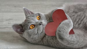 Illustration : La phytothérapie pour entretenir le cœur du chat