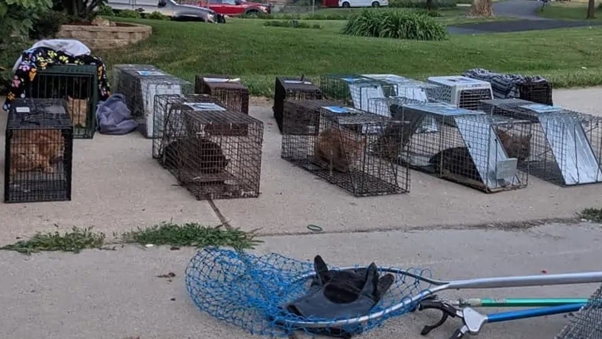 Illustration : "33 chats et 12 chatons secourus d'une maison abandonnée par un groupe de sauvetage"