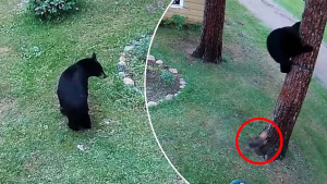 Illustration : "La vidéo sidérante d'un courageux Yorkshire chassant un ours de son jardin"