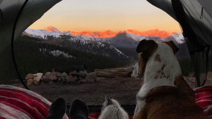 Illustration : 10 photos d'un chat et d'un chien découvrant la beauté du monde