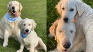 Illustration : 12 photos d'un jeune Golden Retriever veillant sur son aîné atteint de cécité