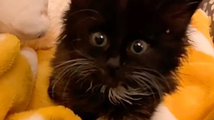 Illustration : Un chaton placé dans un refuge dépérit de jour en jour. Une femme le découvre et fait tout pour lui redonner du courage (vidéo)