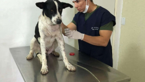 Illustration : "Ce chien errant et blessé se rend dans une clinique vétérinaire pour demander de l'aide ! (Vidéo)"