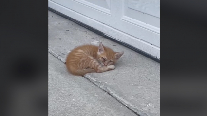 Illustration : Le dévouement d'un couple soignant un chaton malade et aveugle, retrouvé devant son garage (vidéo)