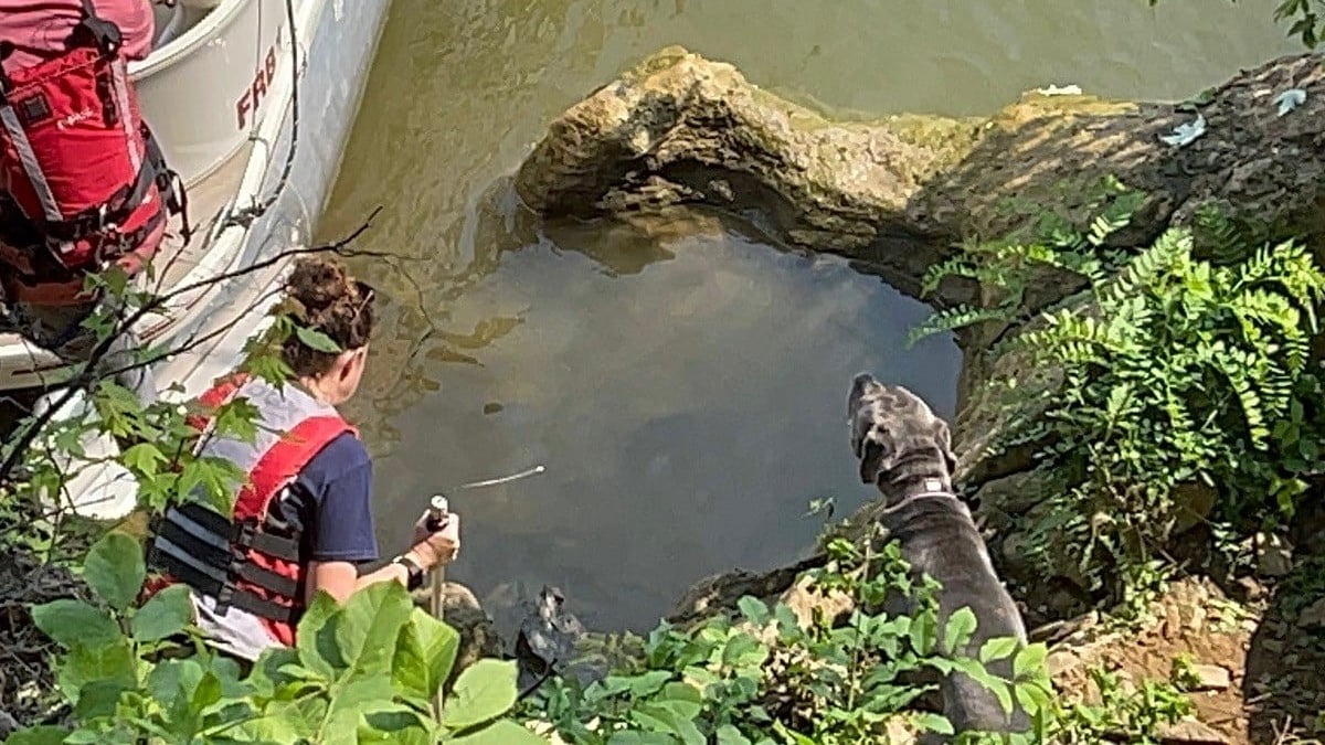 Illustration : "L'intervention des secouristes pour libérer un chien pris au piège près d'une rivière depuis plusieurs jours"