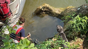 Illustration : L'intervention des secouristes pour libérer un chien pris au piège près d'une rivière depuis plusieurs jours