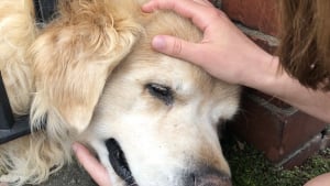 Illustration : "Propriétaires, voisins et pompiers se mobilisent pour aider un Golden Retriever coincé dans une clôture"