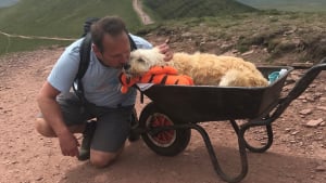 Illustration : La dernière aventure émouvante d'un homme et de son Labradoodle condamné par une maladie incurable