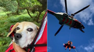 Illustration : Le sauvetage d’un chien et de son maître qui s’est blessé en tentant de le secourir après une chute en montagne