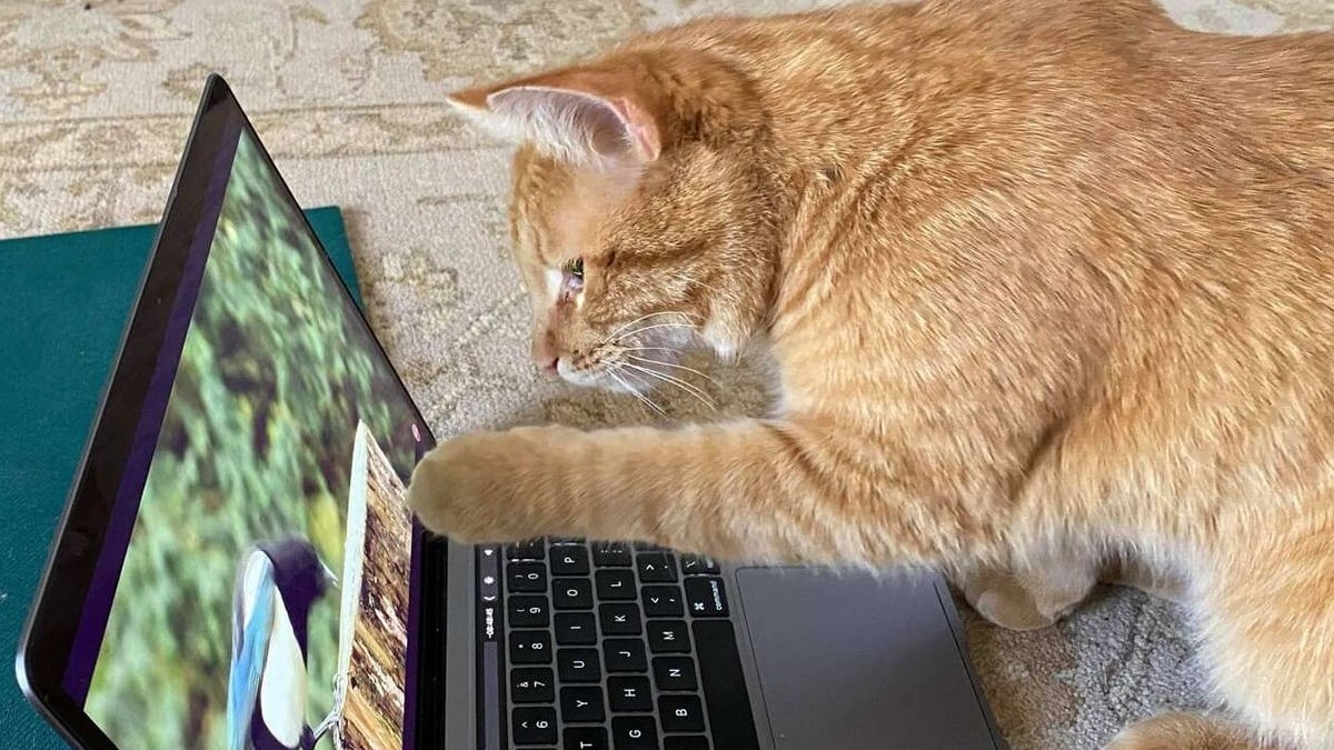 Illustration : "La visite insolite d'un chat chez une inconnue pour regarder des vidéos d'oiseaux"