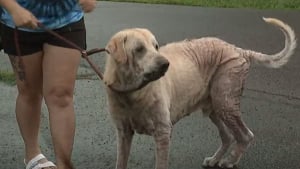 Illustration : Le début de la fin du cauchemar pour ce chien négligé pendant des années. Ses sauveurs veulent des réponses !