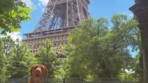 Illustration : 12 photos de chiens ravis de leur escapade parisienne