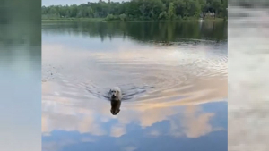 Illustration : Ce chien traverse, chaque jour, ce lac à la nage pour une raison bien particulière !