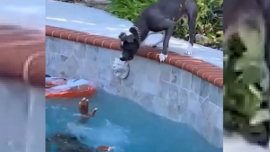 Illustration : Un chien courageux oublie sa peur de l'eau lorsqu'il croit son propriétaire en danger dans la piscine (vidéo)