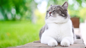 Illustration : Les bienfaits de l'homéopathie pour soigner son chat au quotidien