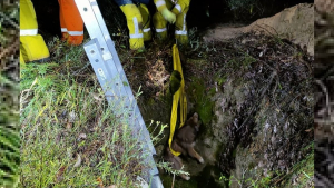 Illustration : La chute d’un chien dans un puits de mine nécessite l'intervention de plusieurs unités de pompiers