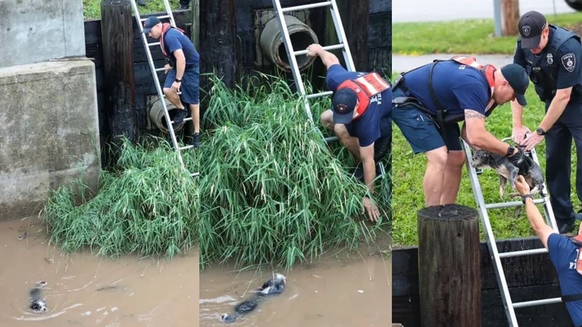 Illustration : "La vidéo montrant le sauvetage d'un petit chien piégé dans une rivière"